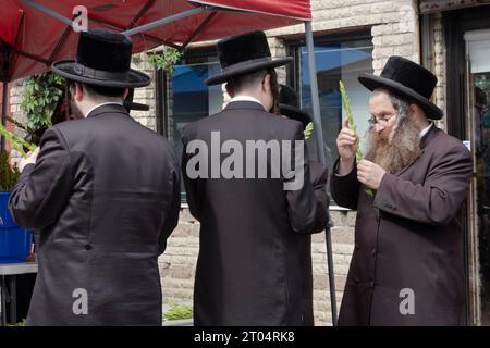 Orthodoxe jüdische Männer bereiten sich auf Sukkos vor, um myrtenzweige zu untersuchen, die zusammen mit drei anderen Arten gesegnet werden. Auf der Lee Avenue in Brooklyn New York Stockfoto