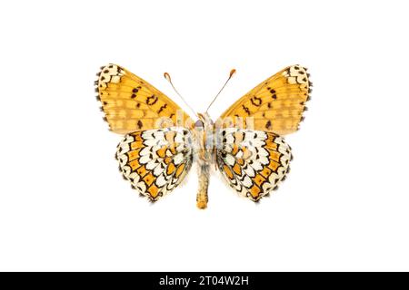 Glanville Fritillary (Melitaea cinxia, Mellicta cinxia), männlich, Oberseite, ausgeschnitten Stockfoto