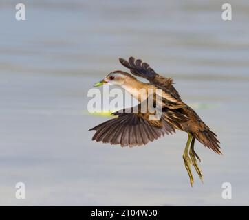 Kleiner Kracher (Porzana parva, Zapornia parva), weibliche Landung im Wasser, Israel Stockfoto