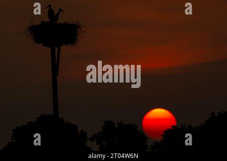 Weißstorch (Ciconia ciconia), im Nest mit drei Jungvögeln bei Sonnenuntergang, Niederlande, Gelderland, Gorssel Stockfoto