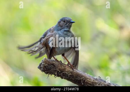 Dunnock (Prunella modularis), sitzt auf einem Zweig und schüttelt seine Federn, Belgien, Kamlmthout Stockfoto