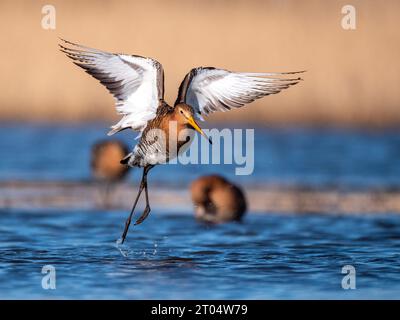 Schwarzschwanzgottwit (Limosa limosa), ausgehend von Wasser, Niederlande, Nordniederland, Zolderland Stockfoto