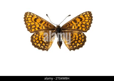 heidefritillary (Melitaea athalia, Mellicta athalia), weiblich, obere Seite, Ausschnitt Stockfoto