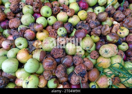 Fäulnishaufen von Bio-Äpfeln Stockfoto