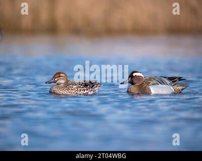 Garganey (Anas querquedula), Schwimmpaar, Niederlande, Nordniederländische, Zolderland, Katwoude Stockfoto