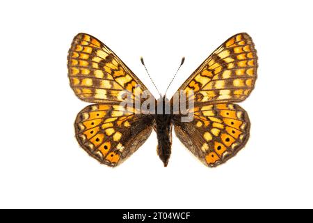 Marsh Fritillary (Euphydryas aurinia, Eurodryas aurinia, Melitaea aurinia), weiblich, Oberseite, Ausschnitt Stockfoto