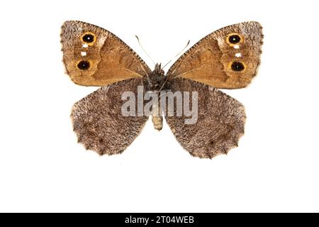 Äsche (Hipparchia statilinus, Neohipparchia statilinus), weiblich, Unterseite, ausgeschnitten Stockfoto