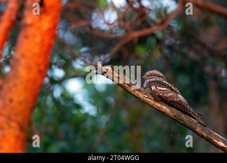 Europäische Nachtkanne (Caprimulgus europaeus), erwachsener Mann, der während des Dimmens des Nachglühens auf einem Ast liegt, Niederlande, Veluwe Stockfoto