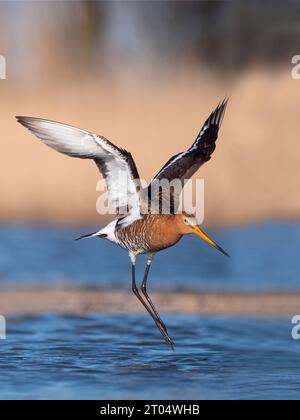 Schwarzschwanzgottwit (Limosa limosa), ausgehend von Wasser, Niederlande, Nordniederland, Zolderland Stockfoto