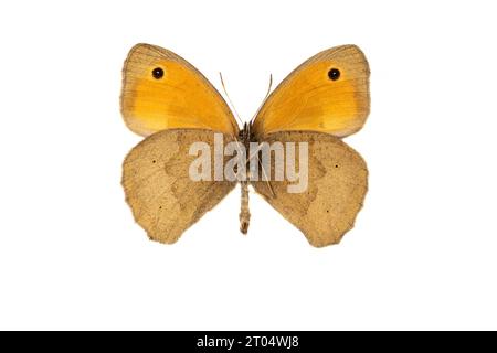 Wiesenbraun (Maniola jurtina, Epinephele jurtina), männlich, Unterseite, ausgeschnitten Stockfoto