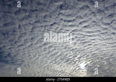 Altocumulus stratiformis am Morgen, Deutschland, Nordrhein-Westfalen Stockfoto