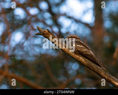 Europäische Nachtkanne (Caprimulgus europaeus), erwachsener Mann, der während des Dimmens des Nachglühens auf einem Ast liegt, Niederlande, Veluwe Stockfoto