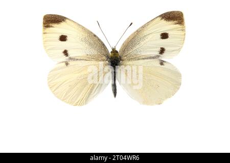 Kleiner Weißer, Kohl-Schmetterling, importierter Kohlewurm (Pieris rapae, Artogeia rapae), weiblich, oben, ausgeschnitten Stockfoto