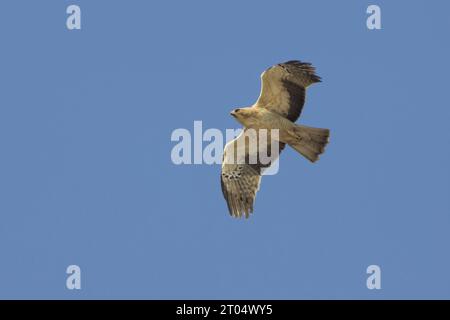 Gebooteter Adler (Hieraaetus pennatus, Aquila pennata), leichte Veränderung im Flug Stockfoto