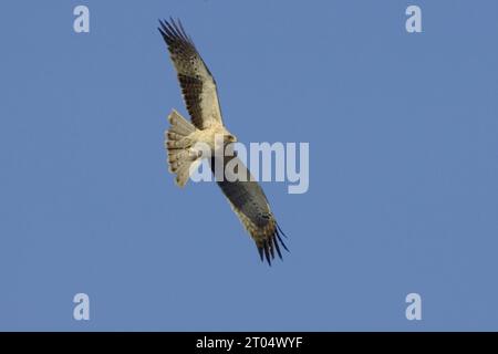 Gebooteter Adler (Hieraaetus pennatus, Aquila pennata), leichte Veränderung im Flug Stockfoto