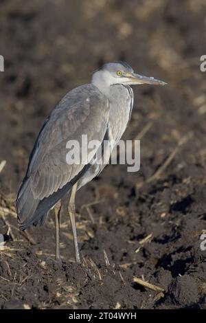 Graureiher (Ardea cinerea), stehend, Italien, Toskana Stockfoto