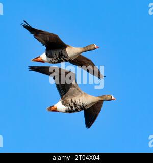 Kleine Weißfrontgans (Anser erythropus), Paar im Flug am blauen Himmel, Finnland Stockfoto