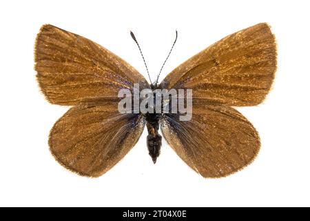 mazarinblau (Polyommatus semiargus, Cyaniris semiargus), weiblich, obere Seite, Ausschnitt Stockfoto