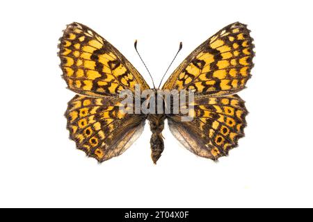 Glanville Fritillary (Melitaea cinxia, Mellicta cinxia), weiblich, obere Seite, ausgeschnitten Stockfoto