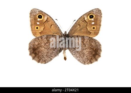 Äsche (Hipparchia statilinus, Neohipparchia statilinus), männlich, Unterseite, ausgeschnitten Stockfoto