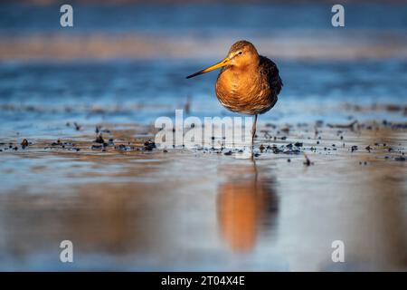 Schwarzschwanzgottwit (Limosa limosa), ruht in flachem Wasser, steht auf einem Bein, Niederlande, Nordholland, Zolderland Stockfoto