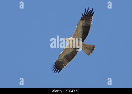 Gebooteter Adler (Hieraaetus pennatus, Aquila pennata), leichte Veränderung im Flug Stockfoto