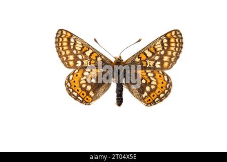 Marsch Fritillary (Euphydryas aurinia, Eurodryas aurinia, Melitaea aurinia), männlich, Oberseite, Ausschnitt Stockfoto