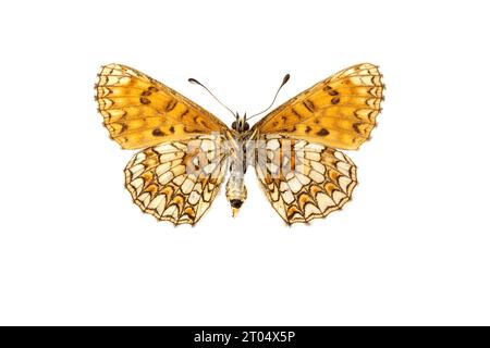 heidefritillary (Melitaea athalia, Mellicta athalia), weiblich, Unterseite, ausgeschnitten Stockfoto