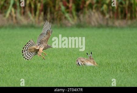 nördlicher Goschawk (Accipiter gentilis), junger Goschawk jagt einen braunen Hasen, Seitenansicht, Niederlande, Nordholland Stockfoto