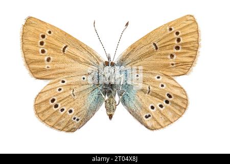 mazarinblau (Polyommatus semiargus, Cyaniris semiargus), weiblich, untere Seite, Ausschnitt Stockfoto