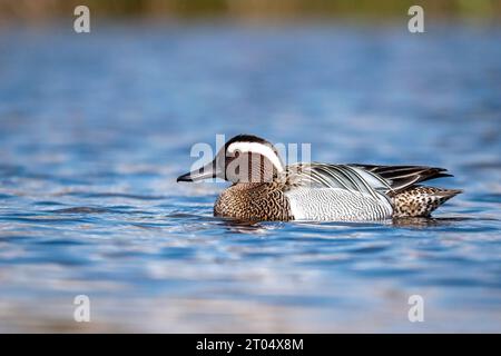 Garganey (Anas querquedula), schwimmender Mann, Niederlande, Nordniederländer, Zolderland Stockfoto