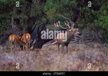 Rotwild (Cervus elaphus), bellender männlicher Hirsch mit gut entwickeltem Geweih mit seinen Gehören., Niederlande, Gelderland, Beekbergen Stockfoto