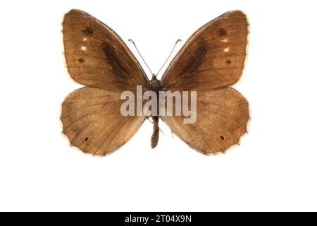 Äsche (Hipparchia statilinus, Neohipparchia statilinus), männlich, obere Seite, ausgeschnitten Stockfoto