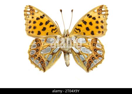 Königin von Spanien Fritillary (Argynnis lathonia, Issoria lathonia), weiblich, Unterseite, ausgeschnitten Stockfoto