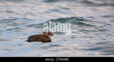 Brilleneider (Somateria fischeri), erste männliche Winterschwimmer in der Surfzone von Point Barrow, USA, Alaska, Barrow, Alaska Stockfoto