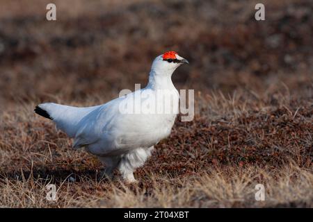 Svalbard Rock Ptarmigan, Svalbard Snow Huhn (Lagopus muta hyperborea, Lagopus hyperborea), männlich im Wintergefieder, Norwegen, Svalbard, Longyearbyen Stockfoto