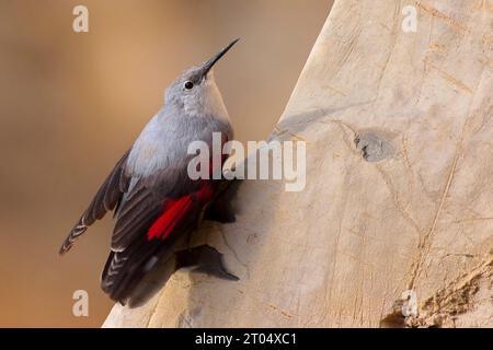 Wallcreeper (Tichodroma muraria), an der Klippe, Italien, Toskana Stockfoto