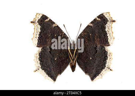 Camberwell Beauty (Nymphalis antiopa), Unterseite, ausgeschnitten Stockfoto
