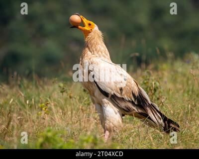 Ägyptischer Geier (Neophron percnopterus), sitzt auf einer Wiese und lässt ein Ei fallen, um es zu brechen, Frankreich, Granes Stockfoto