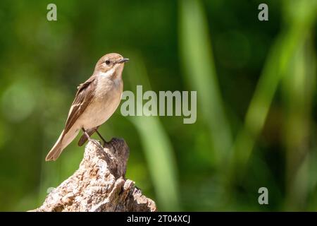 rattenfänger (Ficedula hypoleuca), Weibchen auf einem Baumstumpf, Niederlande, Gelderland Stockfoto