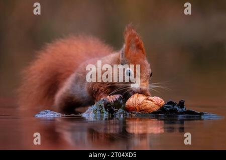 Europäisches Rotes Eichhörnchen, eurasisches Rotes Eichhörnchen (Sciurus vulgaris), pickt zwei Walnüsse aus dem Wasser, Niederlande, Brabant Stockfoto