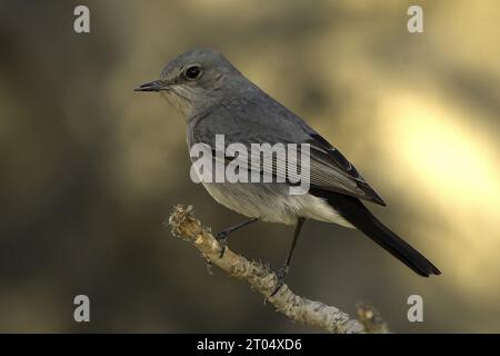 Blackstart (Oenanthe melanura neumanni, Oenanthe neumanni), sitzend auf einem Ast, Oman Stockfoto