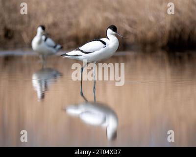 rattenvogel (Recurvirostra avosetta), spiegelt sich im frühen Frühjahr im Wasser, Niederlande, Nordholland, Zolderland Stockfoto