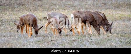 Maultierhirsche (Odocoileus hemionus), eine Gruppe von sieben Maultierhirschen, die auf einem Winterfeld in den Rocky Mountains, USA, Utah, zusammen weiden. Stockfoto