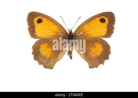 Gatekeeper, Heckenbraun (Pyronia tithonus, Maniola tithonus), weiblich, obere Seite, ausgeschnitten Stockfoto