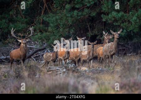 Rotwild (Cervus elaphus), männlich mit sehr gut entwickelten Geweihen, hütet seine acht Hasen, Niederlande, Gelderland, Beekbergen Stockfoto