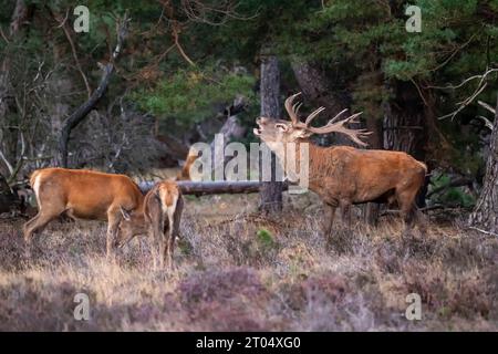 Rotwild (Cervus elaphus), bellender männlicher Hirsch mit gut entwickeltem Geweih mit seinen Gehören., Niederlande, Gelderland, Beekbergen Stockfoto