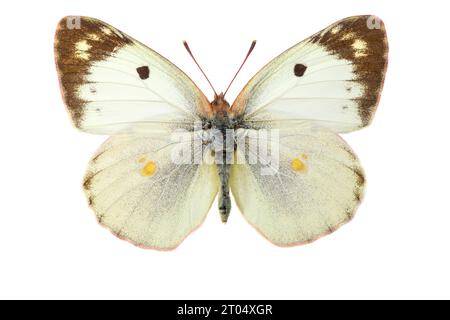 Berger's trübes Gelb (Colias australis, Colias alfacariensis), weiblich, obere Seite, ausgeschnitten Stockfoto