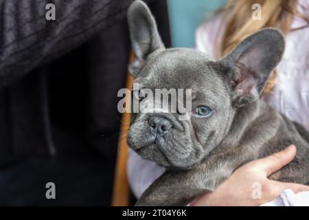 Ein Boston Terrier-Welpe, in den zarten Händen eines kleinen Mädchens gewiegt, strahlt das reinste Wesen von Vertrauen und Zuneigung aus Stockfoto