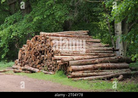 Ein Waldstapel aus kürzlich gefällten Bäumen. Stockfoto